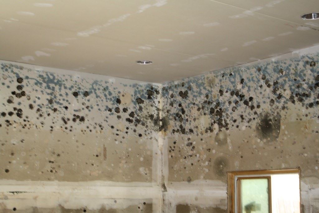 how-to-prevent-mold-growth-after-basement-flooding