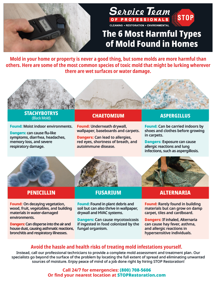 The 6 Most Harmful Types Of Mold Found In Homes STOP Restoration