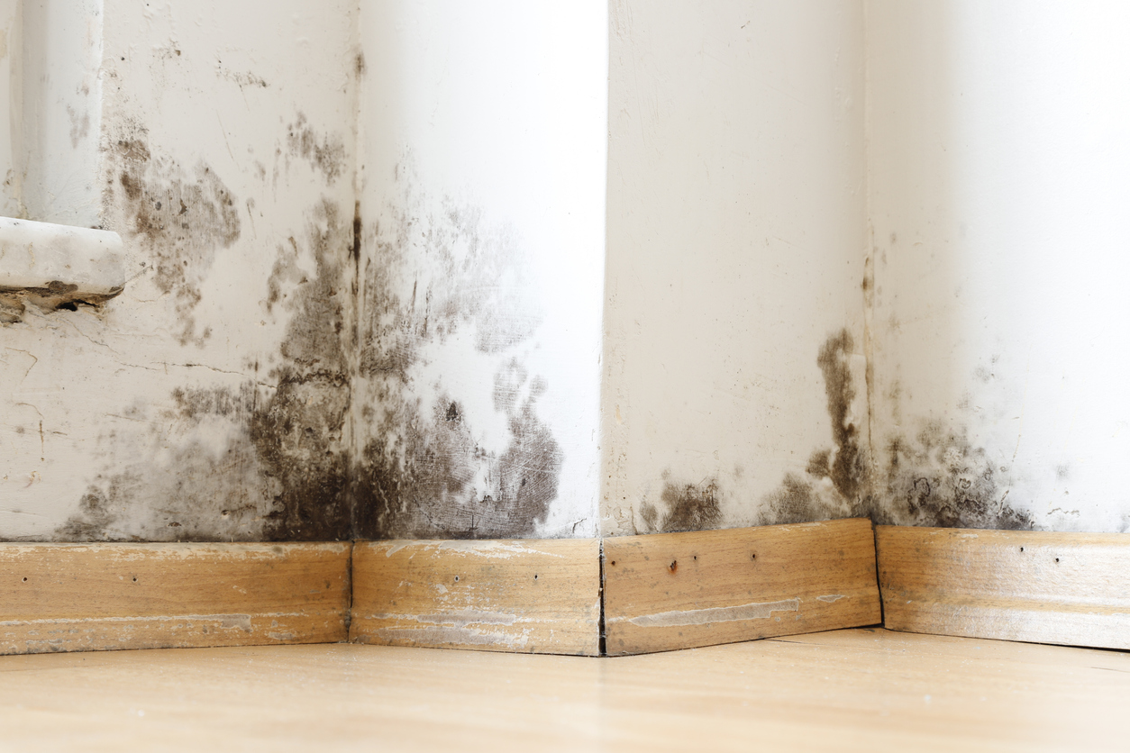 How To Identify Mold In Your Home Or Business